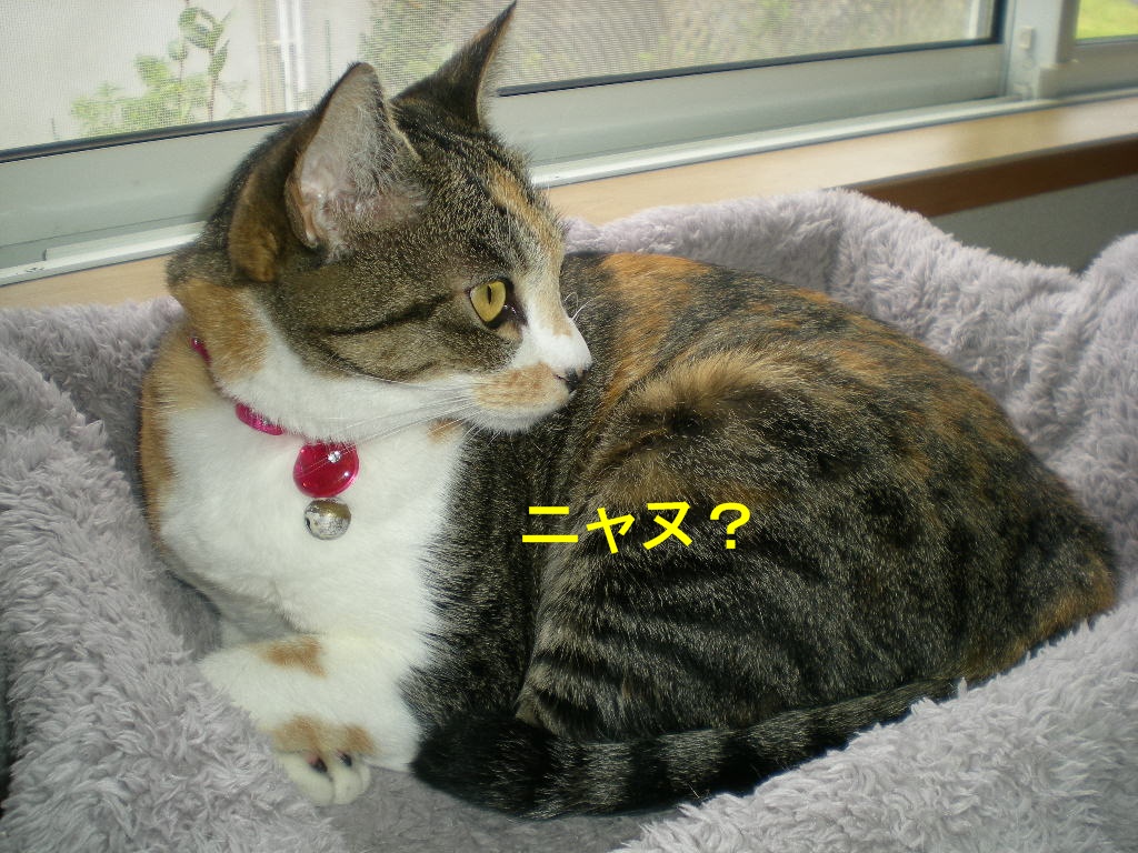 2010年10月7日(木)秋なすとバラ!_f0060461_929343.jpg
