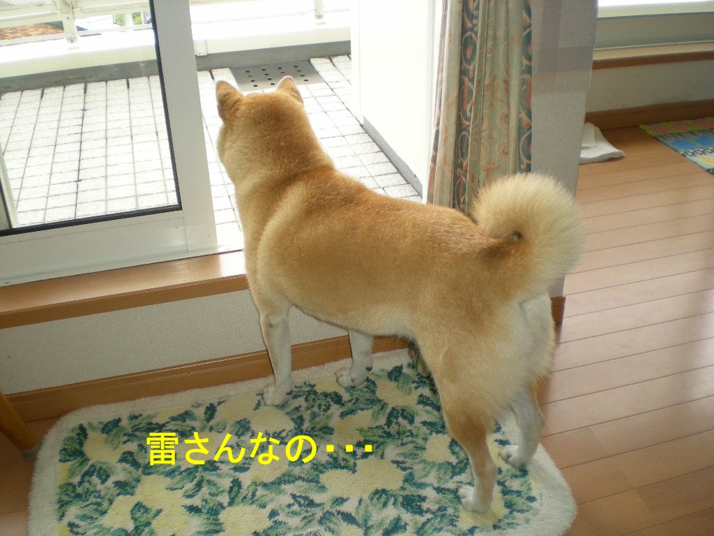 2010年10月7日(木)秋なすとバラ!_f0060461_9302791.jpg