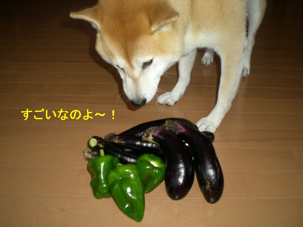 2010年10月7日(木)秋なすとバラ!_f0060461_933387.jpg