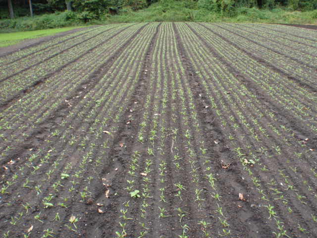 b0067179_1821290.jpg