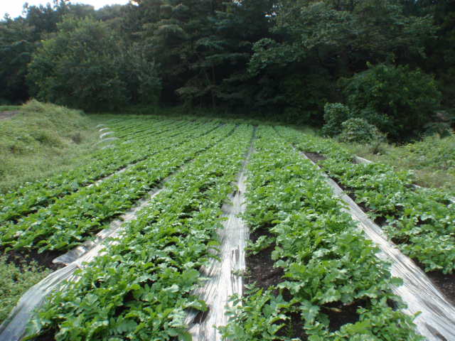 b0067179_18213151.jpg