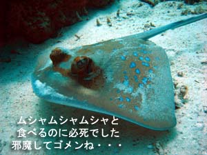 自由に泳げるって、どんな感じ?_f0144385_229272.jpg