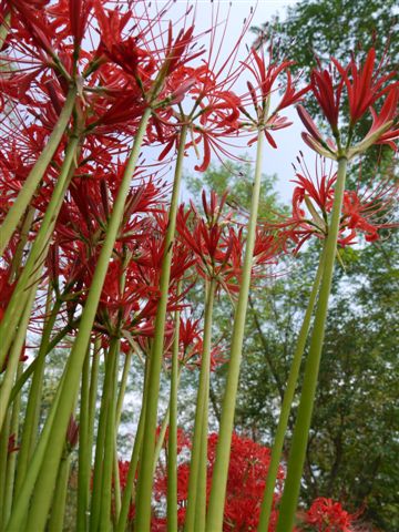 巾着田の曼珠沙華とコスモス_b0175688_0303741.jpg