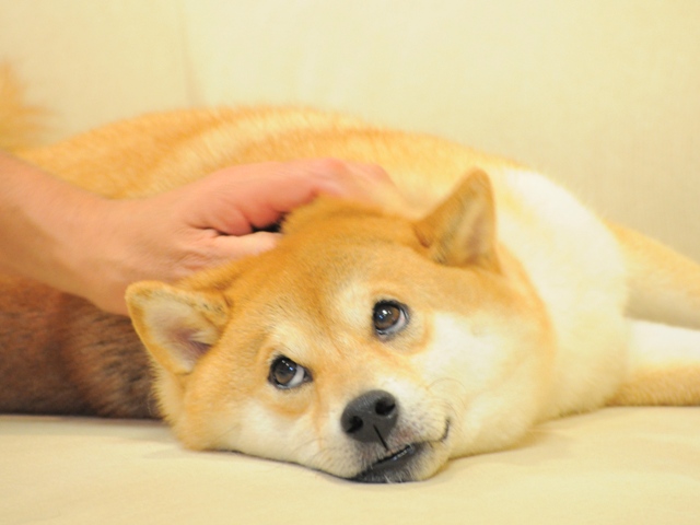 柴犬 かぼす 仮想通貨銘柄 Dogecoin ドージコイン とは アイドル柴犬 かぼすちゃん が可愛いくて大人気