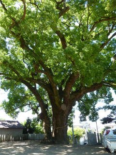 c0077697_14789.jpg