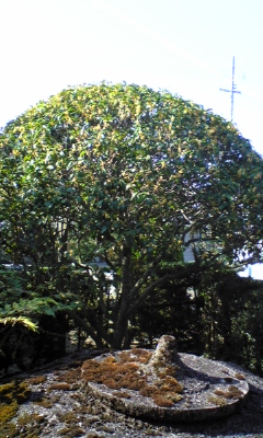 秋本番_d0178999_1191896.jpg