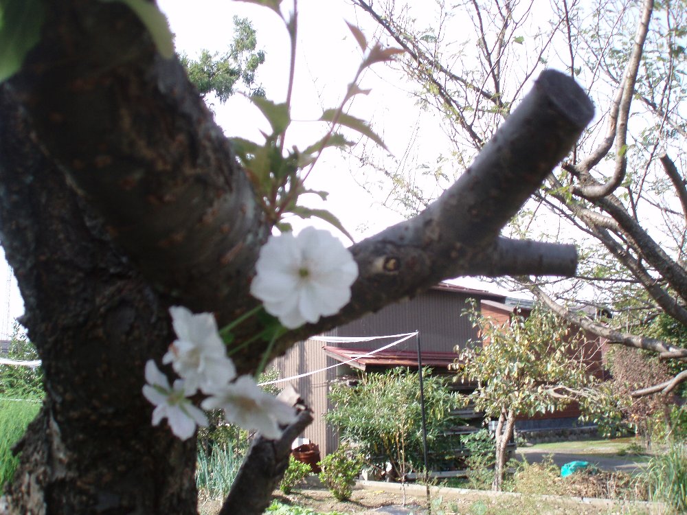 畑の仕事と季節の花_e0087201_21122518.jpg