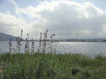 a0167803_8343139.jpg