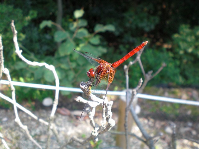 b0046204_22465592.jpg