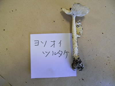 キノコ入門講座_b0049307_13381740.jpg