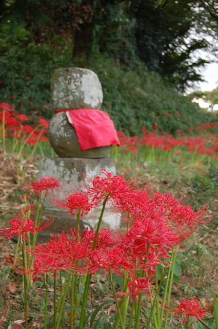 彼岸花　①　七つ森遺跡群_e0184109_1324778.jpg