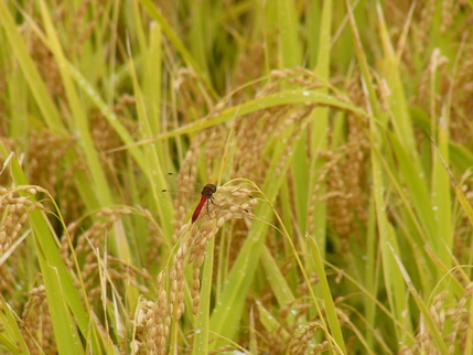 d0183417_2185145.jpg