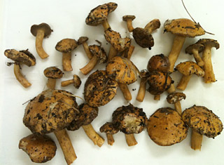 f0086618_2310510.jpg