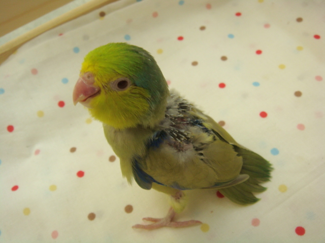 インコヒナ_f0189122_1414518.jpg