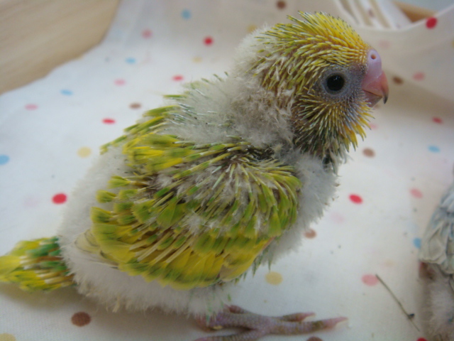 インコヒナ_f0189122_14275261.jpg