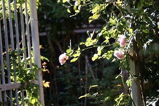 f0170524_1346446.jpg