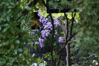 f0170524_13473762.jpg