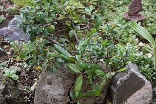 f0170524_1354966.jpg