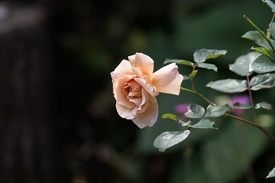f0170524_13554870.jpg