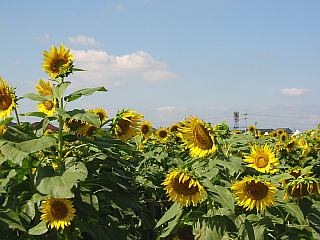 b0086532_20113771.jpg