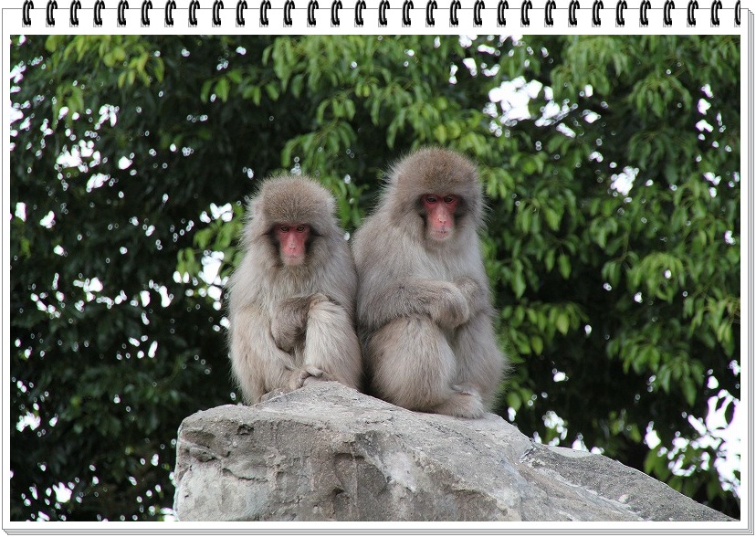 上野動物園の猿山に子猿誕生 自然のキャンバス