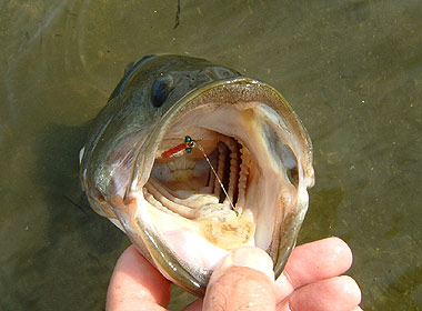 b0174137_2022050.jpg