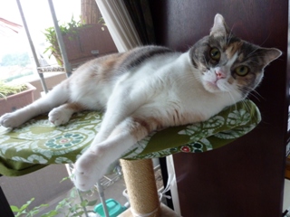 猫のお友だち マミちゃん編。_a0143140_22321966.jpg