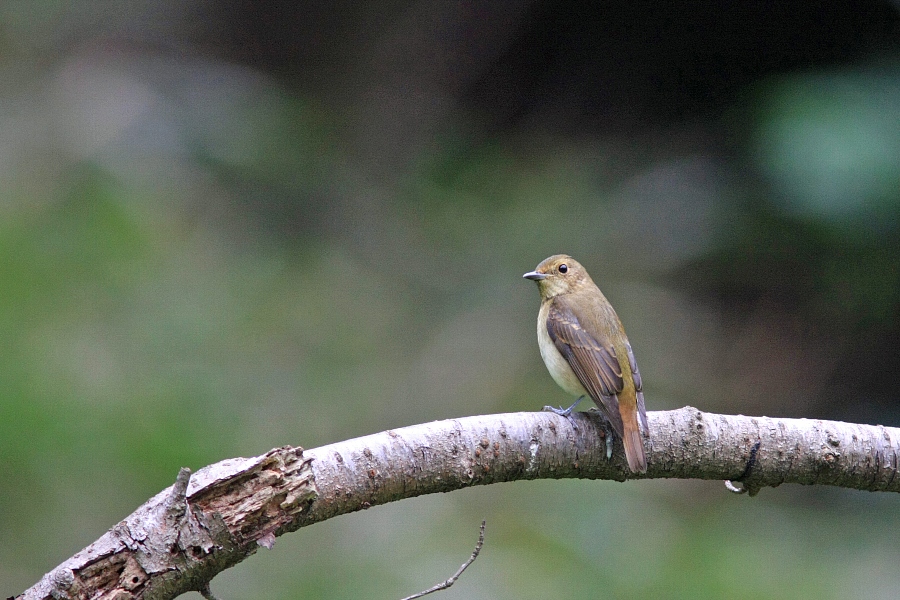 秋の野鳥_e0077041_10365128.jpg