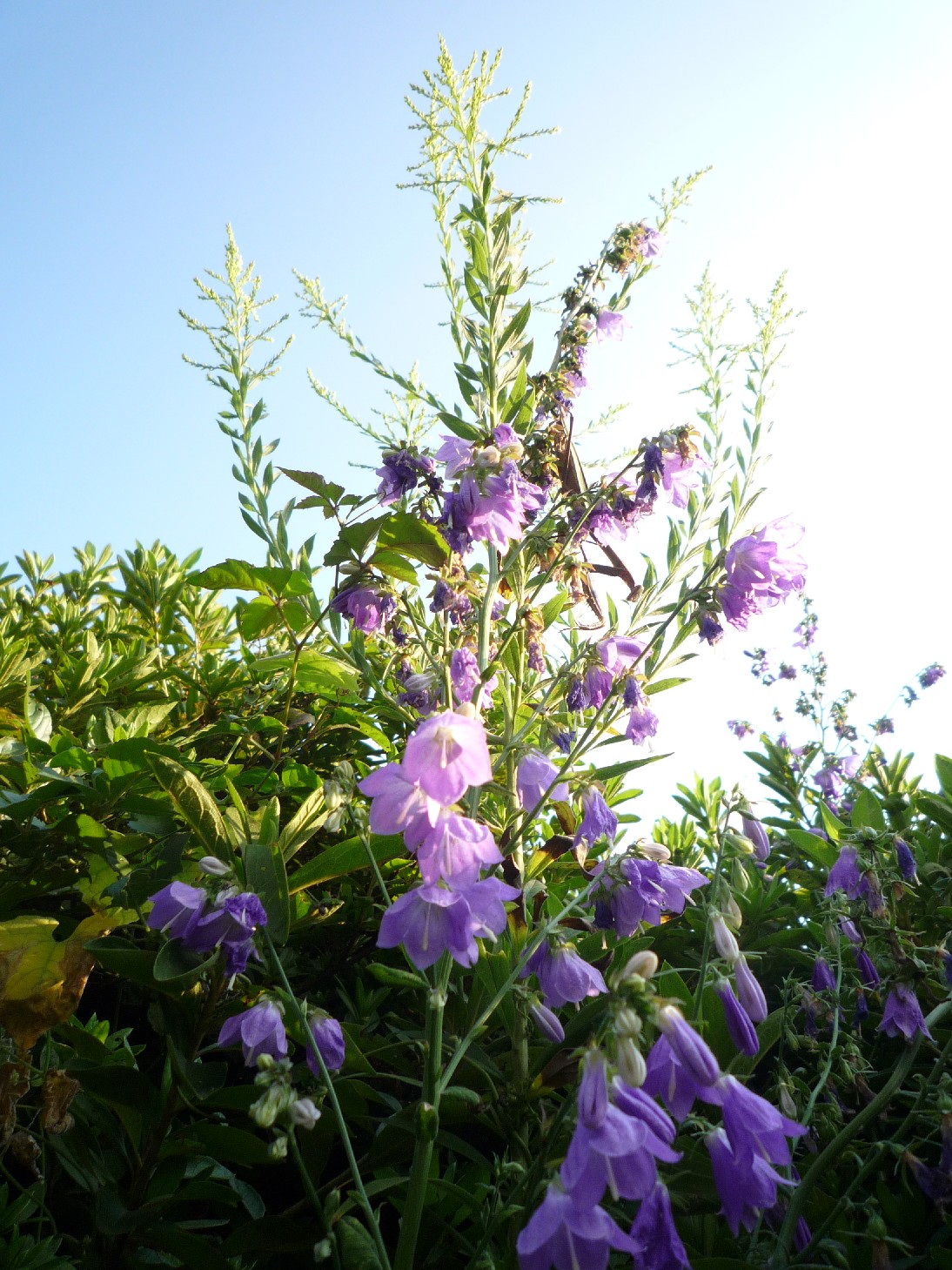 小石川植物園_b0169343_1853239.jpg