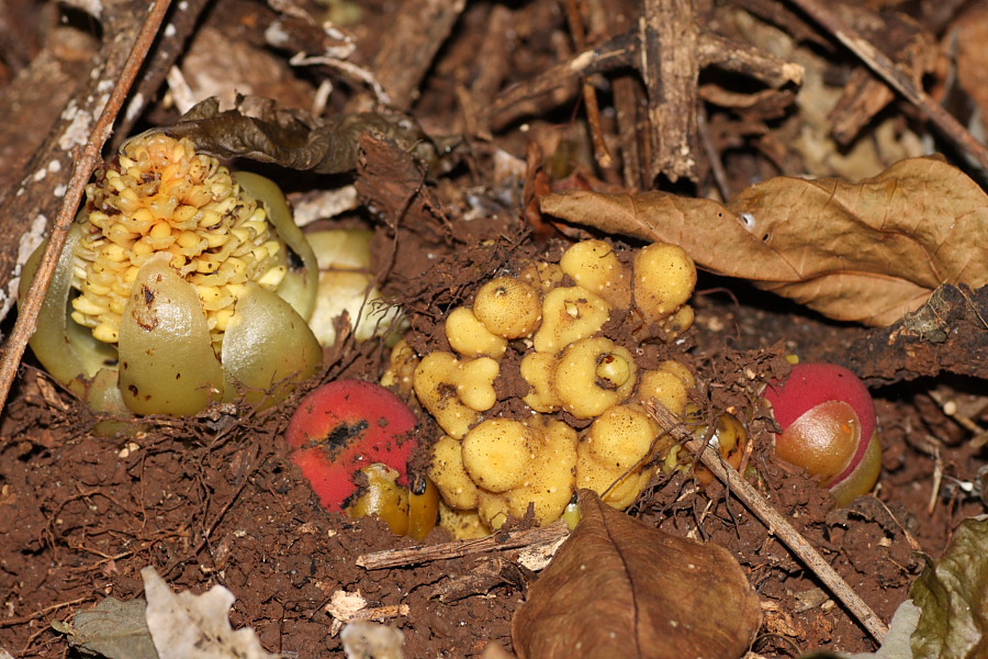 ツチトリモチ科の植物　（2010年10月8日）_a0094850_1172029.jpg