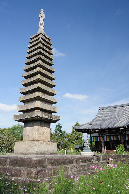 奈良県奈良市　般若寺のコスモス　（開花情報）_f0067667_1329354.jpg