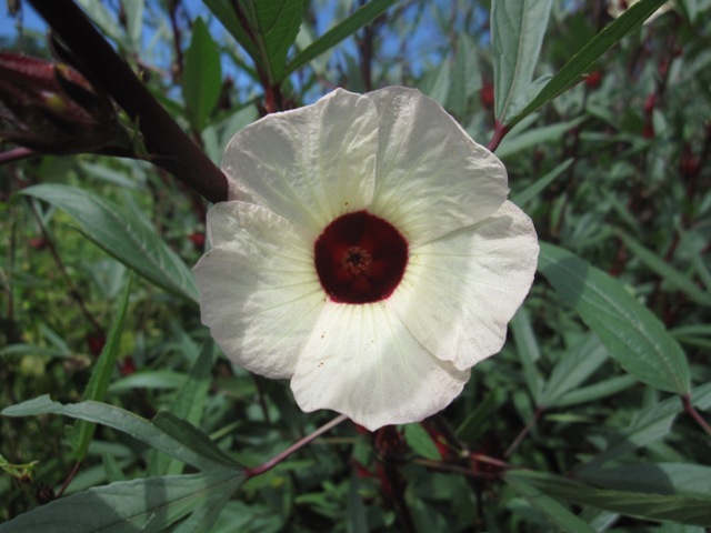 京都府立植物園：ローゼル・カクテルレッド_e0129886_1699.jpg