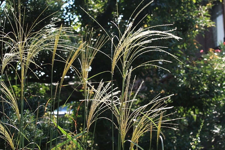 e0051888_07218.jpg
