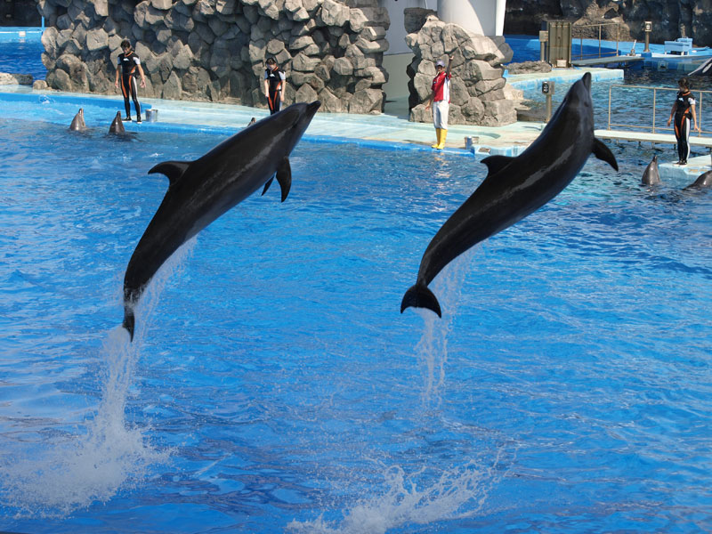 No.263　愛知県　名古屋港水族館 _b0120889_2123469.jpg