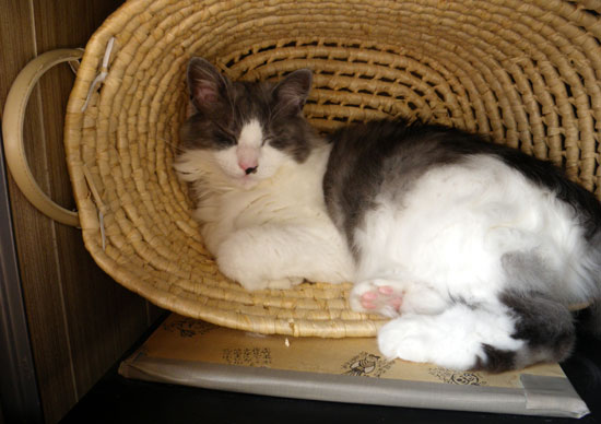 Ｈｕｕちゃんの、これはなんでしか？？？_a0136293_18244150.jpg