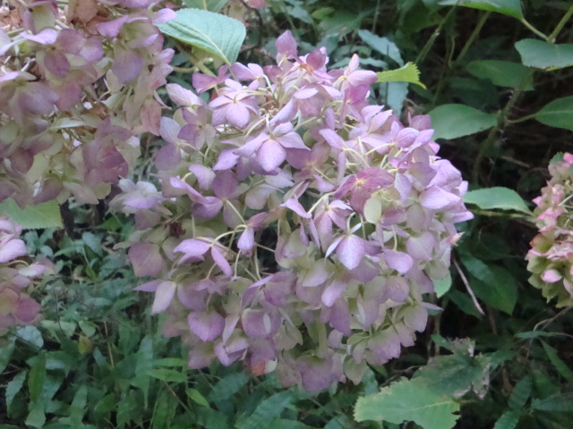 e0175905_205443.jpg