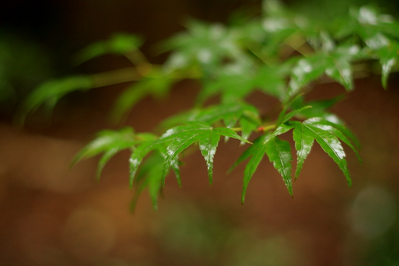 雨_a0142407_2337550.jpg