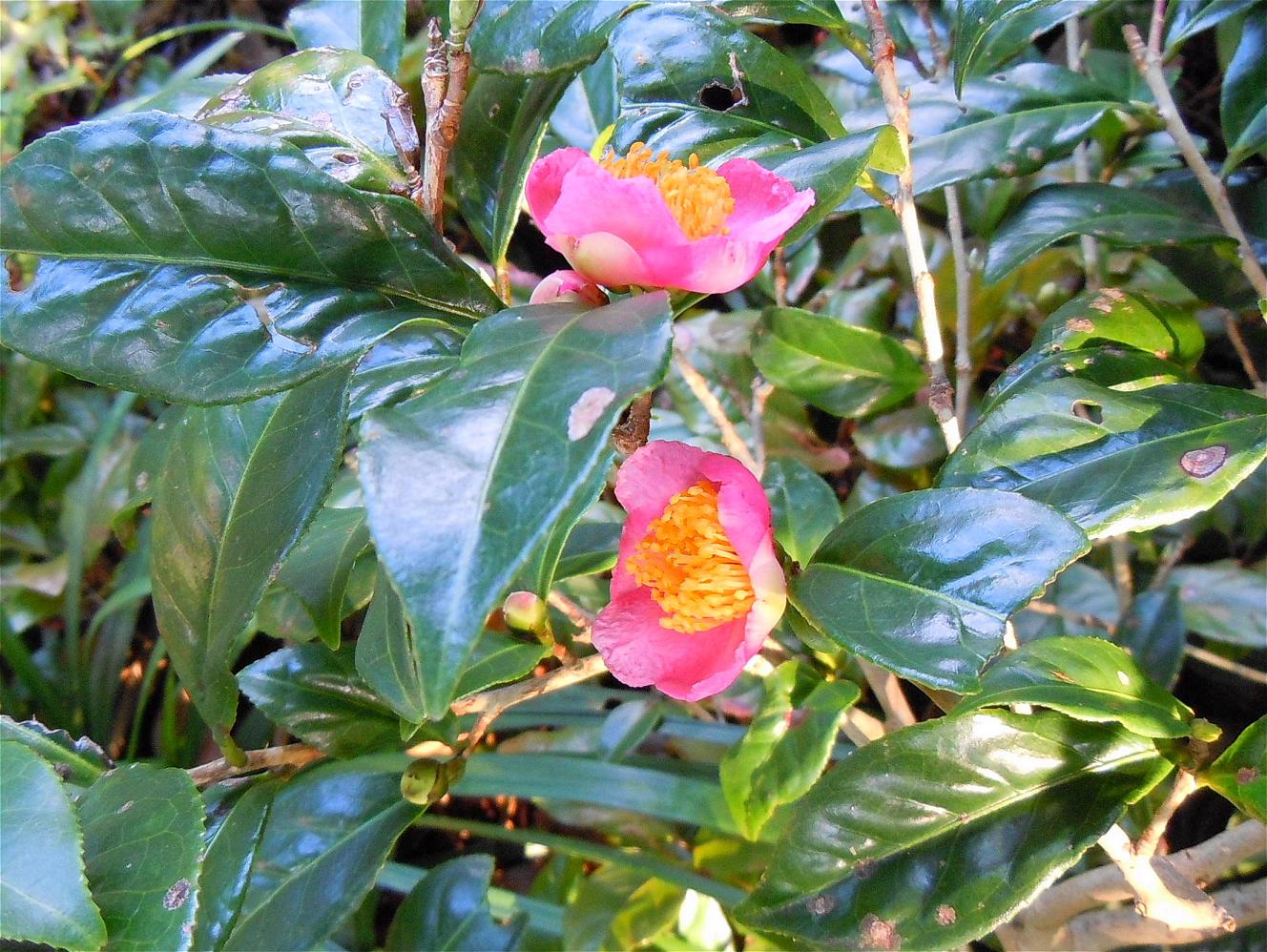 炉開き 椿 が咲いた 椿壽菴だより