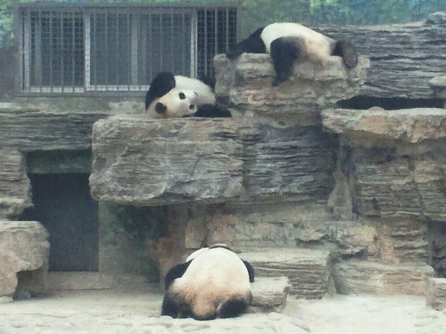 北京動物園・大熊猫(ジャイアントパンダ)館の風景_a0151913_16441658.jpg
