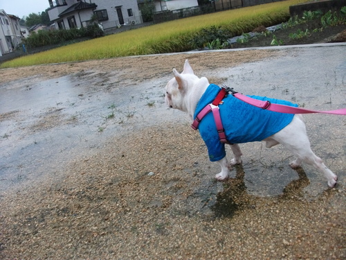 雨・・・でしゅ。_a0158613_2239279.jpg