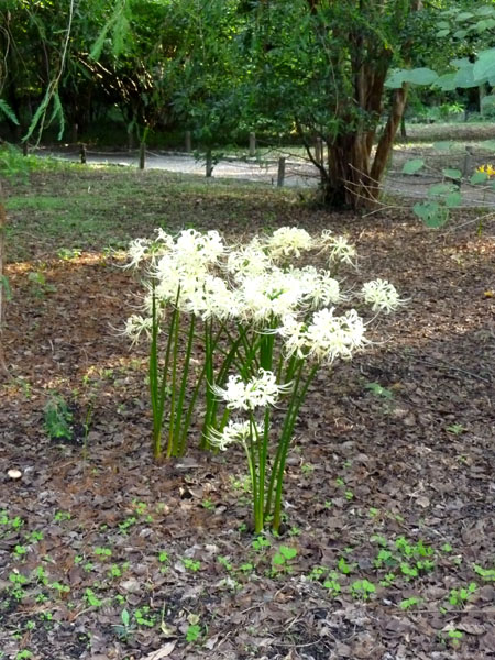 植物園の秋の花2_e0048413_17493665.jpg