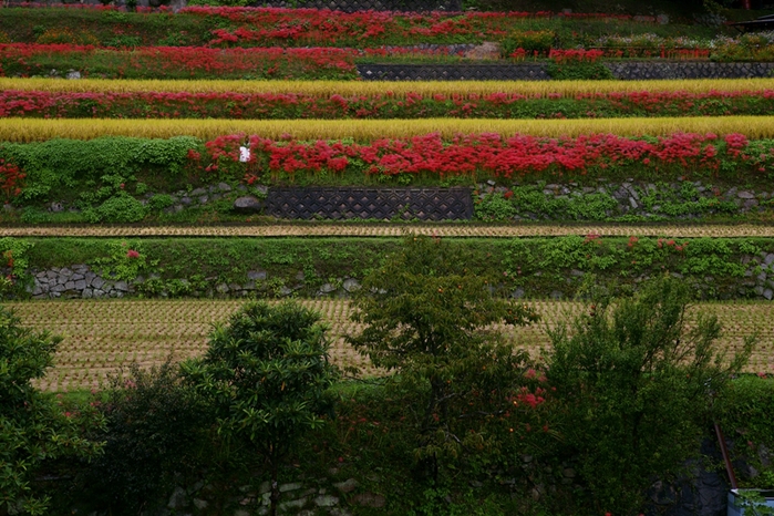 里山に咲く彼岸花_e0177413_20475417.jpg