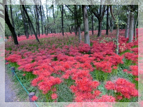 曼珠沙華公園に行って来ました。_f0182121_15422722.jpg