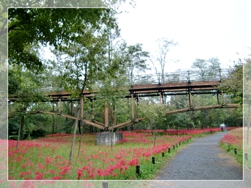 曼珠沙華公園に行って来ました。_f0182121_15584093.jpg