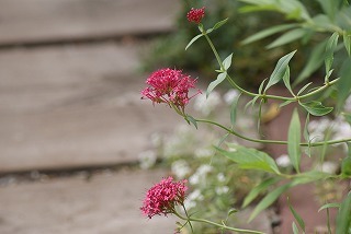 f0170524_954325.jpg