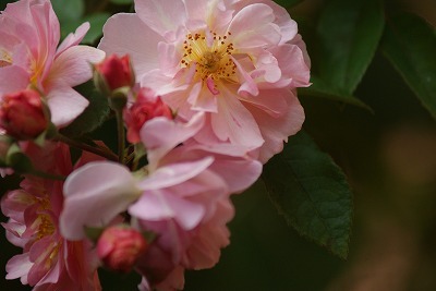 f0170524_963171.jpg