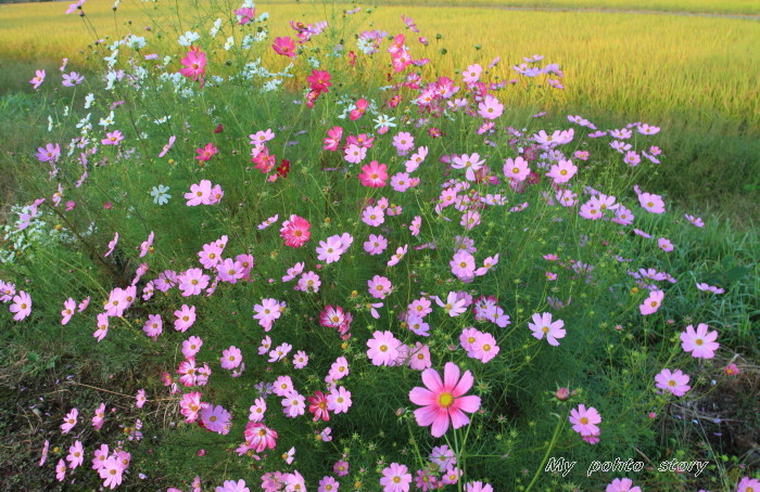 はにわの里のコスモスは、花盛り_c0215627_2244297.jpg