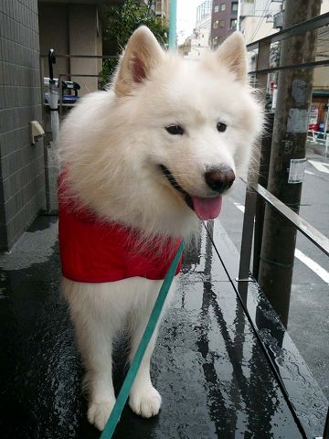 ボツ・クローカ救済コーナー（9月後半）_c0062832_16554619.jpg