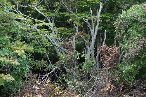 a0087133_82716.jpg