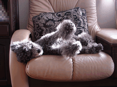 c0136736_22303379.gif